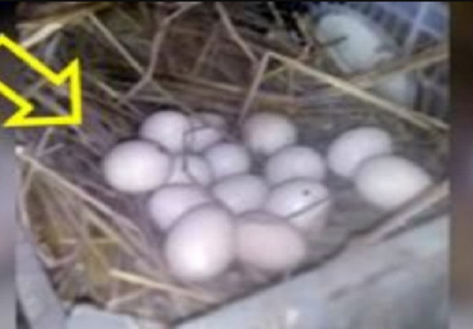 Totalno ludilo: Ljudi plaćaju $2000 da bi kupili par kokoški koje se izlijegu iz ovih jaja (VIDEO)