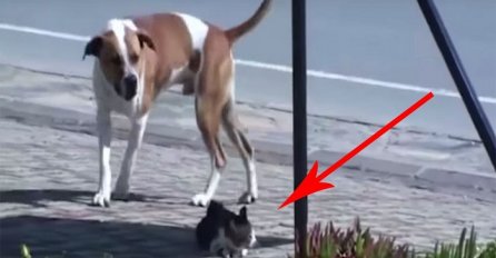 Pas je ugledao ozlijeđenu mačku na putu, a onda uradio nezamislivu stvar! (VIDEO)