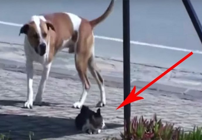 Pas je ugledao ozlijeđenu mačku na putu, a onda uradio nezamislivu stvar! (VIDEO)