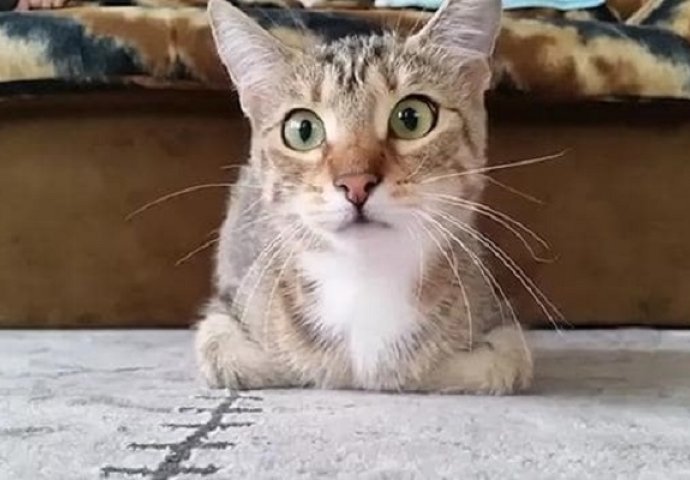 Mačka koja gleda horor postala je hit na internetu, njena reakcija je nevjerovatna (VIDEO)