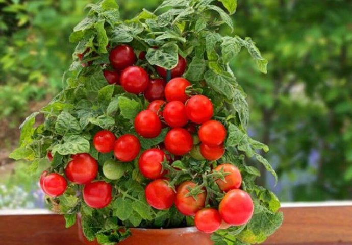 NAJNOVIJI NAČIN UZGOJA PARADAJZA: Vjerujete li da se ovako može gajiti paradajz? (VIDEO)