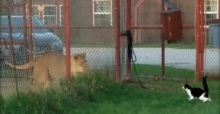 Sa ovom macom nema šale, pogledajte šta je uradila kada je vidjela odraslog lava! (VIDEO)