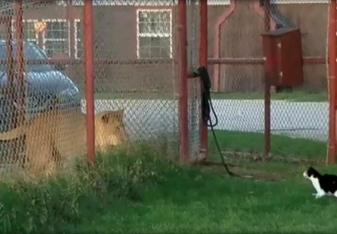 Sa ovom macom nema šale, pogledajte šta je uradila kada je vidjela odraslog lava! (VIDEO)