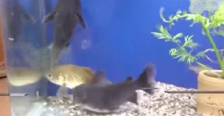Kupio je novu ribu i stavio je u akvarijum, ono što je uslijedilo pamtit će dok je živ! (VIDEO)