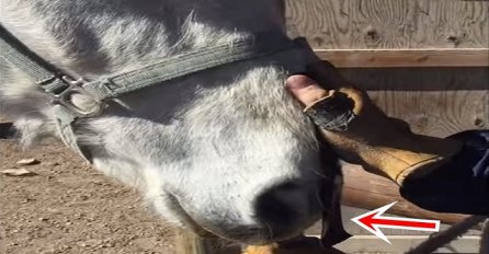 Zalijepio je ljepljivu traku na nos konja, ali ovo niko nije očekivao! (VIDEO)