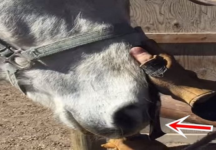 Zalijepio je ljepljivu traku na nos konja, ali ovo niko nije očekivao! (VIDEO)