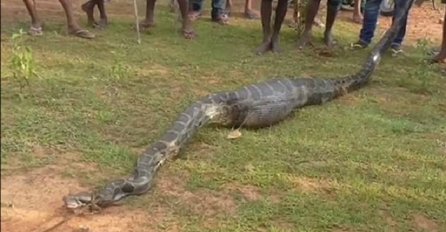 Naišli su na 5 metara dugog pitona kako se jedva kreće po zemlji: Kada su mu vidjeli stomak, zanijemili su (VIDEO)