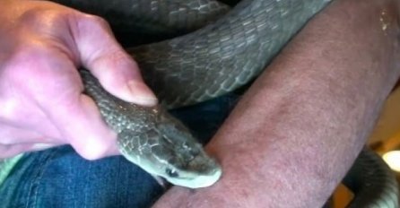 BIZARNO  Pustio da ga ugrizu dvije najotrovnije zmije na svijetu, nećete vjerovati šta mu se desilo s rukama! (VIDEO)