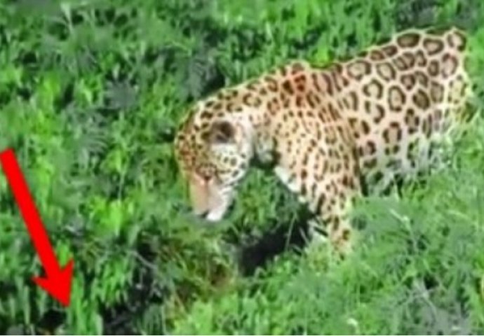 Jaguar je primjetio nešto u vodi: Skočio je u rijeku, a ono što je izvukao je suludo (VIDEO)