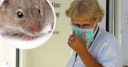 Epidemija 'mišje groznice' u Bosanskoj Gradišci: Osam osoba potražilo ljekarsku pomoć