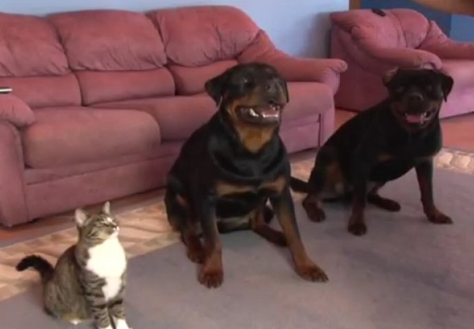 Naredio je svojim rotvajlerima da legnu na pod, dobro obratite pažnju na mačku koja se nalazi pored njih! (VIDEO) 