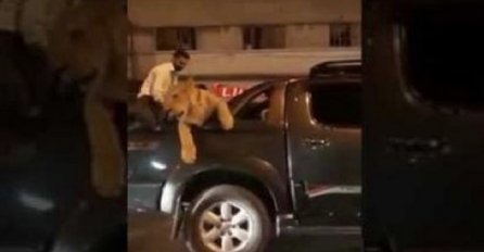 Snimak koji je postao hit na internetu: Vozio lava veterinaru, ali ovome se nije nadao (VIDEO)