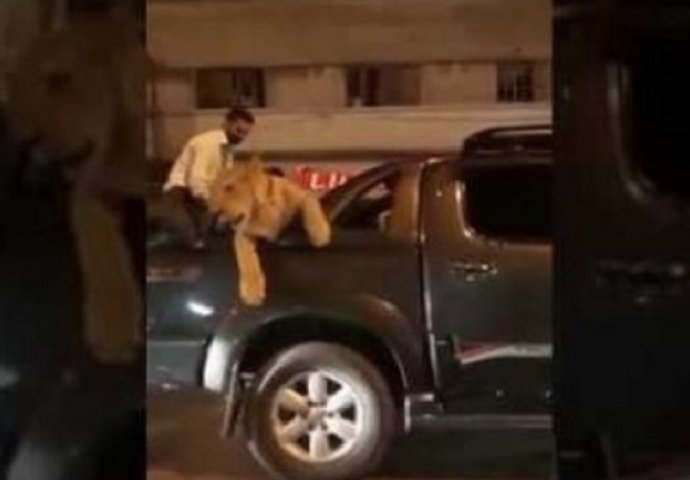 Snimak koji je postao hit na internetu: Vozio lava veterinaru, ali ovome se nije nadao (VIDEO)