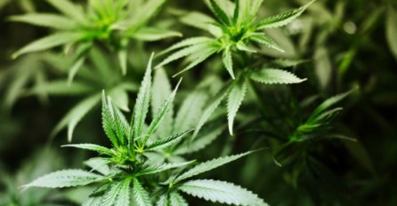 ANKETA: Da li ste za legalizaciju kanabisa u medicinske svrhe?