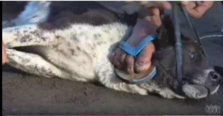 OTOK STRAVE  I UŽASA: Na poznatom otoku brutalno kolju i ubijaju pse, a meso prodaju turistima kao piletinu (VIDEO)