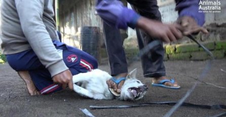 STRAŠNO - Indijski otok Bali:  Brutalno kolju pse i otrovno meso prodaju kao piletinu!