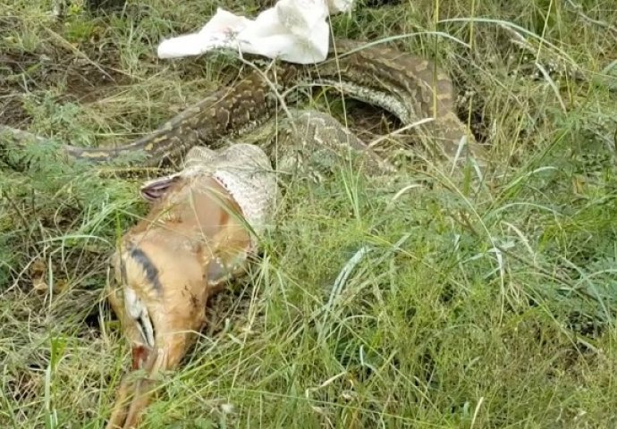 Naišli su na ogromnog pitona kako se uvija u dubokoj travi: Kada su vidjeli šta mu izlazi iz usta, ostali su u šoku! (VIDEO)