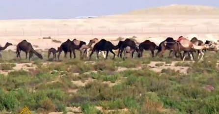 NAKON ZATVARANJA GRANICA: Saudijska Arabija izbacila hiljade katarskih kamila (VIDEO) 