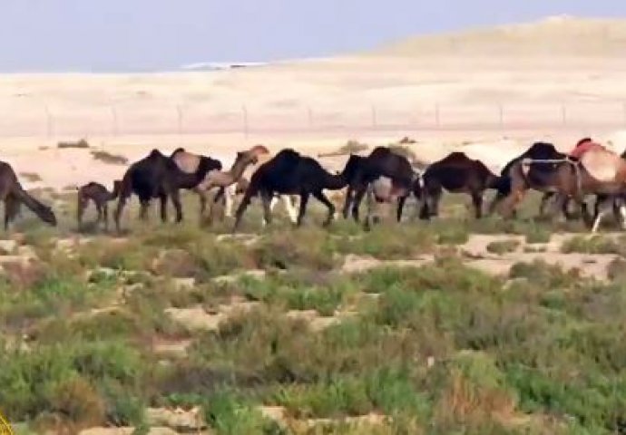 NAKON ZATVARANJA GRANICA: Saudijska Arabija izbacila hiljade katarskih kamila (VIDEO) 