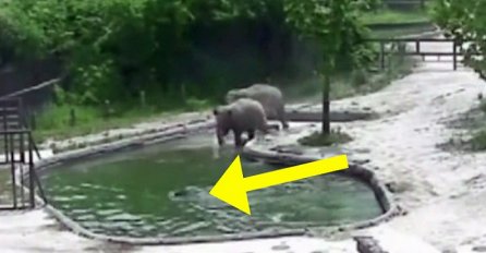 Malo slonče je palo u duboki bazen i počelo se daviti, nećete vjerovati kako su reagovali odrasli slonovi! (VIDEO)