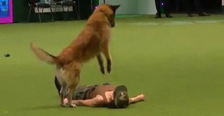 Vlasnica se iznenada srušila na pod: Ono što joj je u nastavku uradio ovaj pas, ostavilo je cijelu dvoranu bez teksta (VIDEO)