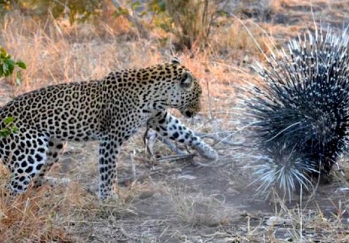 Izgladnjeli leopard je napao bodljikavo prase, to mu je bila najveća greška koju je ikada napravio (VIDEO)