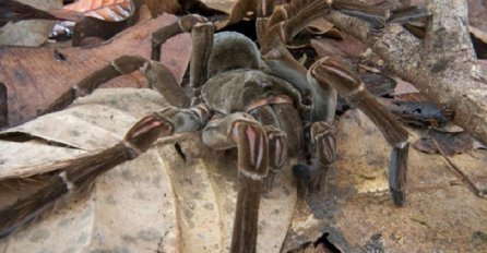Zmija ušla u tarantulin dom: Ono što je uslijedilo fasciniralo je naučnike (VIDEO)