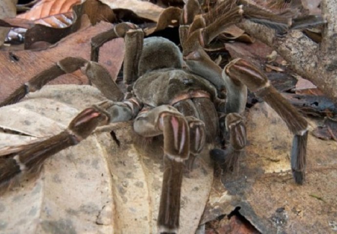 Zmija ušla u tarantulin dom: Ono što je uslijedilo fasciniralo je naučnike (VIDEO)