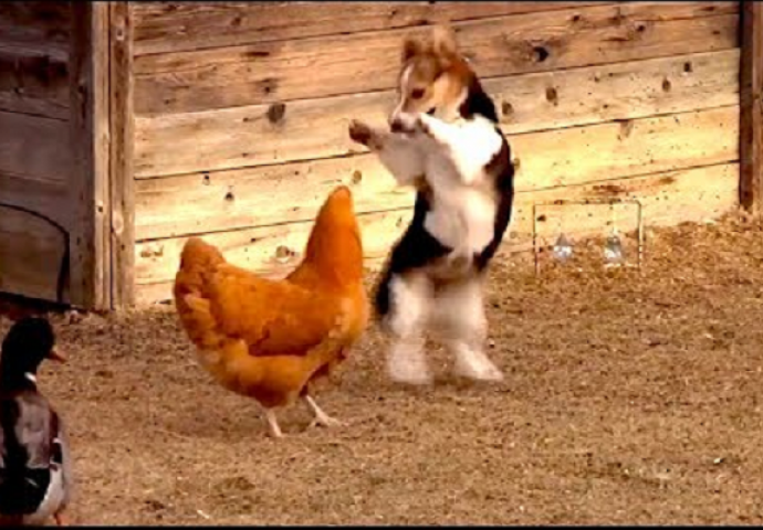 Snimao je u svom dvorištu borbu između psa i kokoške, no čekajte da vidite šta će uraditi patka (VIDEO)