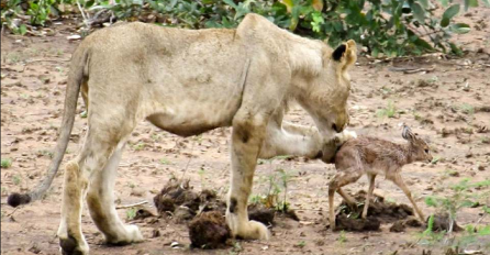 Lavica je uhvatila bebu antilope i svi su mislili da je tu kraj, ali onda se dogodilo nešto nesvakidašnje! (VIDEO)
