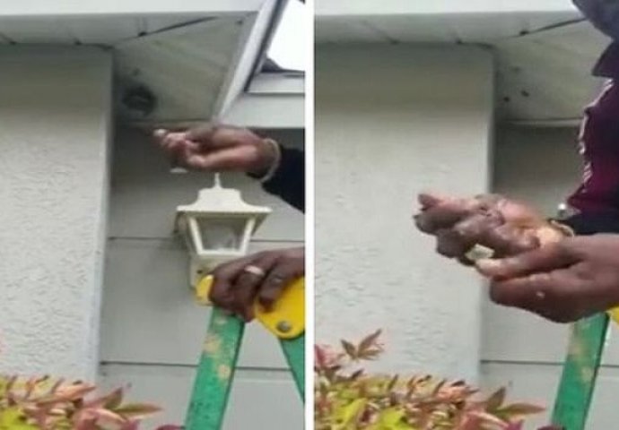 Ovaj čovjek je hladno skinuo osinje gnijezdo sa kuće, i zgnječio ga golim rukama (VIDEO)