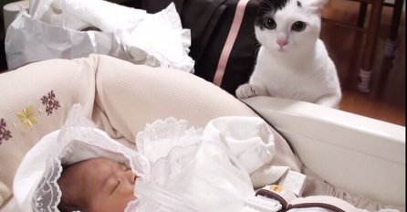 Neprocjenljivo: Pogledajte preslatku reakciju mačkice kada ugleda svoju novu "sestricu" bebu (VIDEO)