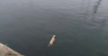 Pas svaki dan pliva kako bi vidio svog prijatelja delfina! (VIDEO)