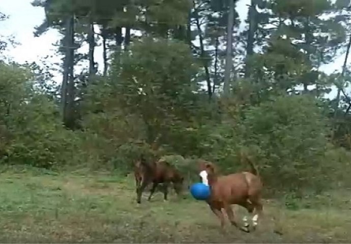 Niko joj nije vjerovao šta njen konj radi, dok nije sve snimila! (VIDEO)