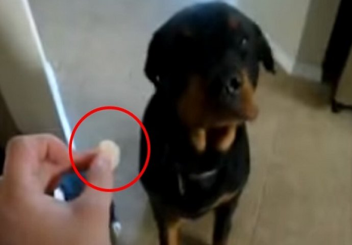 Ponudila je psu slatkiš koji mu se ne sviđa, a njegova reakcija će vas nasmijati do suza (VIDEO)