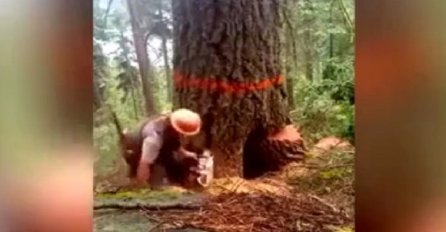 Drvosječa je počeo sjeći staro stablo, ali stvari nisu išle po planu! (VIDEO)