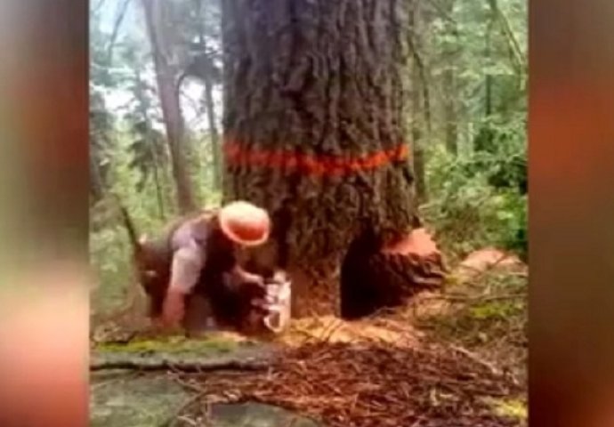 Drvosječa je počeo sjeći staro stablo, ali stvari nisu išle po planu! (VIDEO)