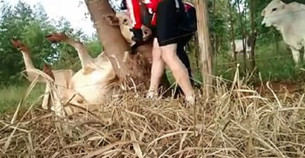 Hodajući šumom naišli su na kravu sa glavom zaglavljenom između dva drveta, ovo ćete gledati u jednom dahu! (VIDEO)