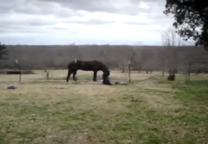 Uključio je kameru kada je vidio da njegov konj radi nešto neobično: Kada se približio, ostao je bez teksta (VIDEO)