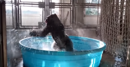 (VIDEO) Zanimljivi ples mužjaka GORILE u njegovom bazenu!