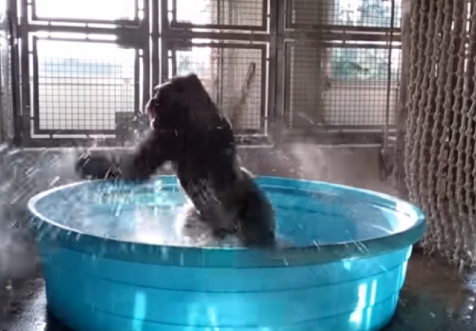 (VIDEO) Zanimljivi ples mužjaka GORILE u njegovom bazenu!