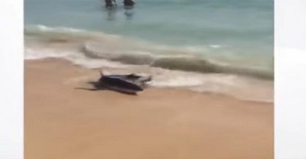 Panika na plaži: Morski pas potjerao kupače iz plićaka