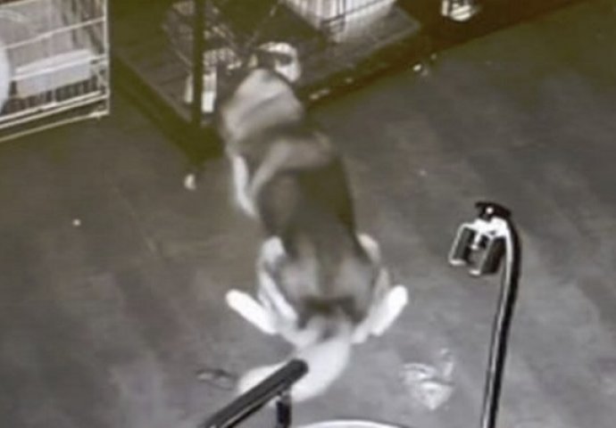 Haski je morao prenoćiti kod veterinara: Ušunjao se u zečeve kaveze, a onda uradio nešto čudesno! (VIDEO)