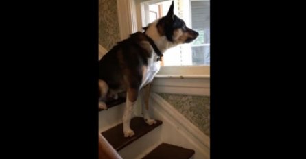 Ovaj pas jednostavno mrzi poštara ali ne smije lajati, njegova reakcija kada ga je ugledao je presmiješna! (VIDEO)