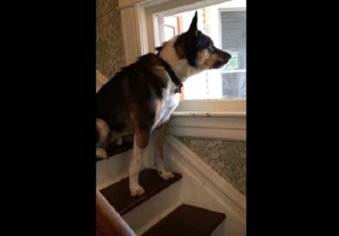 Ovaj pas jednostavno mrzi poštara ali ne smije lajati, njegova reakcija kada ga je ugledao je presmiješna! (VIDEO)
