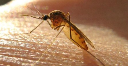 Komarci vas pikaju više nego druge ljude, za to bi mogao postojati i ne baš LASKAV razlog