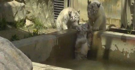 Kada mališani priskoče u pomoć: Ovako bebe tigrića spašavaju brata u nevolji (VIDEO)
