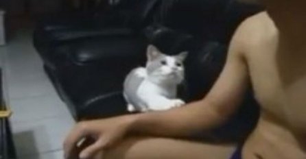 ČUDESNO: Vlasnik je gledao TV, ali dobro obratite pažnju na njegovu ljubomornu mačku! (VIDEO)