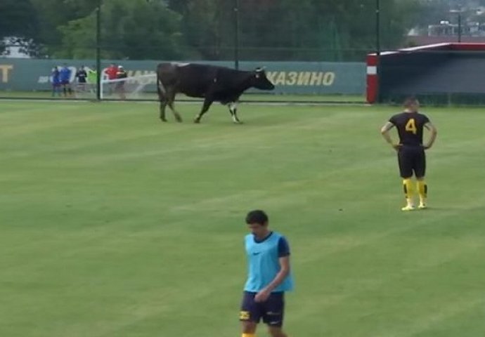 Prijateljsku utakmicu u Bugarskoj prekinuo bik, zatim u teren ušao i pas (VIDEO)