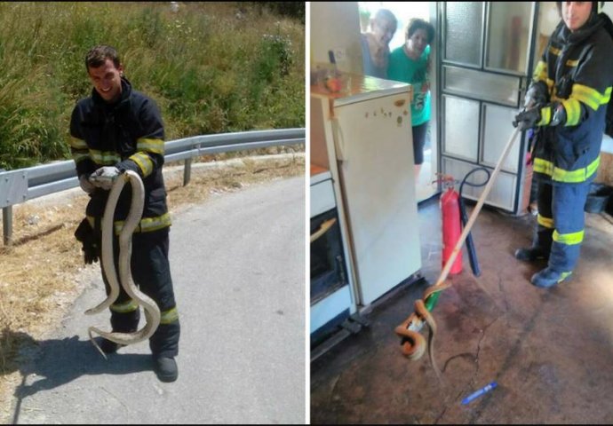MJEŠTANI U ŠOKU: "Ovo je najveća zmija koju sam ikada uhvatio"